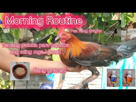 vitamins sa manok panabong|4 months old stag Manok panabong .